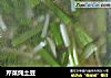 芹菜炖土豆的做法
