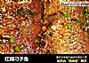 红烧刁子鱼的做法