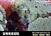 蓝莓果酱蛋糕的做法