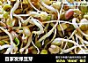 自家发绿豆芽的做法