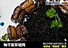 梅干菜东坡肉的做法
