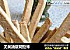 无黄油版阿拉棒的做法