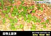 蒜香土豆饼的做法