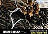 自制放心食材之一------干豆角的做法