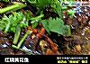 红烧黄花鱼的做法