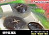 鲜香豆腐汤的做法