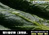 青叶卷虾棒的做法
