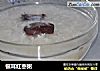 银耳红枣粥的做法