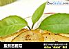 盐煎杏胞菇的做法