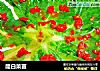 醋白菜苗的做法