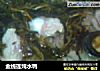 金线莲炖水鸭的做法