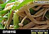 白灼金针菇的做法