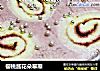 樱桃酱花朵幕斯的做法