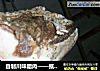自制川味腊肉——抵挡不住的过年美食的做法