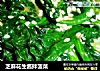 芝麻花生酱拌菠菜的做法