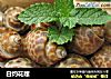 白灼花螺的做法