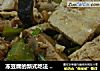 冻豆腐的新式吃法  --- 冻豆腐焖鸡腿肉的做法