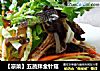 【凉菜】五蔬拌金针菇的做法