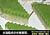 大马糕点@@娘惹双层糯米糕的做法