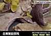 白果猪肚煲鸡的做法