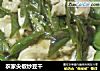 农家尖椒炒豆干的做法