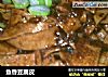 鱼香豆腐皮的做法