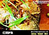 红烧鲈鱼的做法