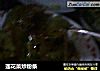 莲花菜炒粉条的做法