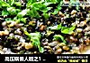 高压锅懒人版之1 --- 莲藕紫菜蒸肉饼的做法
