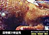 蒜香蜜汁烤全鸡的做法