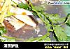 清蒸鲈鱼的做法