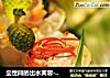 尘世间的出水芙蓉---海螯虾水晶卷的做法
