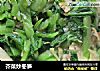 芥菜炒冬笋的做法