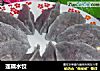 莲藕水饺的做法
