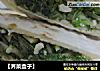 【荠菜盒子】的做法