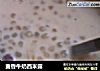 麦香牛奶西米露的做法