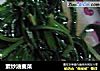 素炒油麦菜的做法