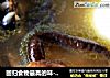 回归食物最真的味-野生香菇炖乌鸡的做法