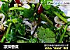 凉拌香菜的做法