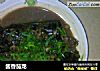 酱香茄龙的做法
