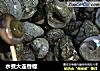 水煮大连香螺的做法