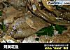 炖黄花鱼的做法