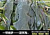 一帘幽梦——凉拌海芽菜的做法