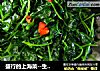 盛行的上海菜--生煸酒香草头的做法