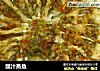 豉汁蒸鱼的做法