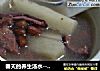 春天的养生汤水--山药花生猪肚汤的做法
