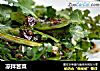 凉拌苦菜的做法