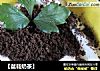 盆栽奶茶的做法