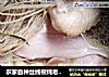 农家自种丝线根炖老母鸡的做法