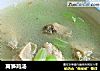 莴笋鸡汤的做法